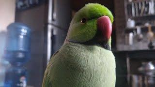 Mummy mummy || talking parrot 