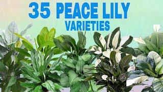 35 SPATHIPHYLLUM/ PEACE LILY VARIETIES