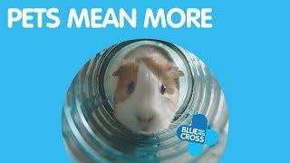 Pets Mean More | Blue Cross Advert 2017