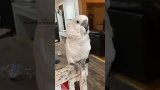 I ask my cockatoo to poop at his cage he goes off