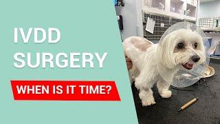 IVDD IN DOGS- When is the right time to proceed with surgery?
