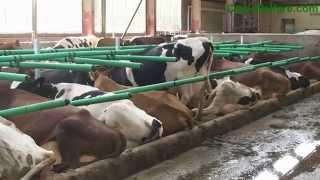 Fewer cleaning bouts with Cow-Welfare - Flex Stalls™