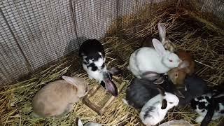 Невдале базарювання(((Ціна на кроликів#кролики #rabbit