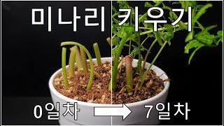 미나리 줄기로 미나리 키우는 방법｜나만의 미나리광 만들기｜꺾꽂이로 미나리 키우기｜How to grow #8 Water parsley