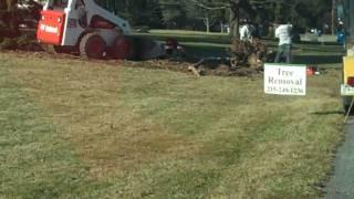 Bobcat Removing Stumps; Chris Orser Landscaping