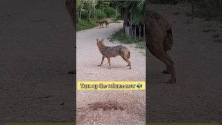 Listen to the voices of a jackal to other jackal | sounds - Golden Jackal