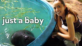 bottle feeding baby manatees in Brazil