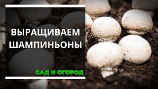 Выращиваю шампиньоны на даче в открытом грунте — простая технология для отличного урожая