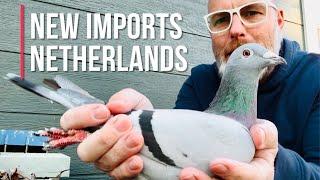 New imported racing pigeons arrived!