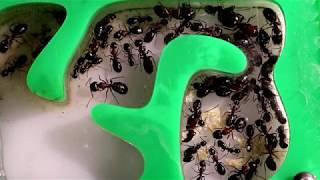 camponotus ants