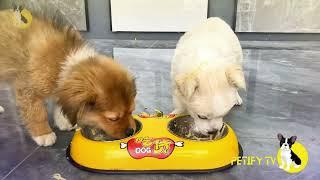 Puppies Food Review  Petify TV Dogs Series 26  Puppies Food Review Channel Videos