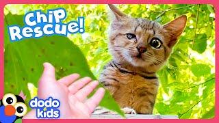 Kitten With Hurt Eye Keeps Running Away From Her Rescuer! | Dodo Kids | Rescued!