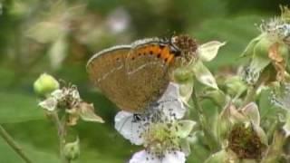 Black Hairstreak