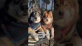 So, You Want A Husky?!  #shorts #husky #howling #funnydogs #dogs #doglover #funnyvideo #lol #dog