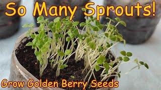 You've Never Seen So Many Sprouts! Grow Golden Berry Seeds!