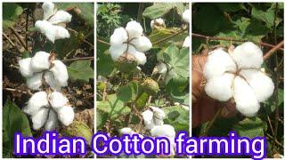 Indian Cotton farming l NIHAR EXIM I India