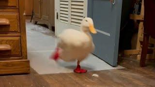 The Original Running Duck (classic viral video)