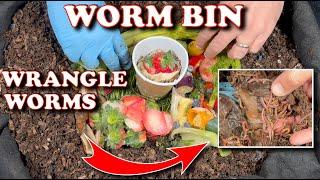 Capture Compost Worms By The Thousands! | Vermicompost Worm Farm