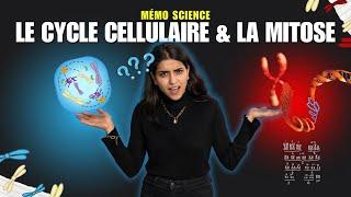 Le Cycle Cellulaire & La Mitose Simplifiés - 2BAC PC/SVT & 1BAC SM | Cours SVT