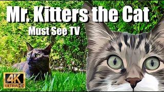 Mr. Kitters the Cat  Must See TV Tonks the Tortie ‍⬛