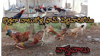 Natu kolla pemapakam # నాటుకోళ్ల పెంపకము వాస్తవాలు #Natukolla business in telugu