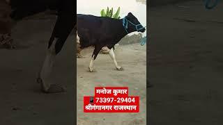 आज खरीदो 40 लीटर दूध वाली क्रॉस ब्रीड गाय!! HF sahiwal cross breed cow for sale!! #hf #cross #breed