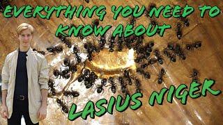 Everything you need to know about Lasius Niger | MyLivingWorlds Ants