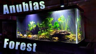 The Anubias Forest: A New Beginning for a 75 Gallon Aquarium