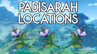 Padisarah Locations - Genshin Impact