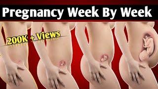 Week by Week Pregnancy | Pregnancy Week 1 to 40 belly Progression, Baby Development and Symptoms