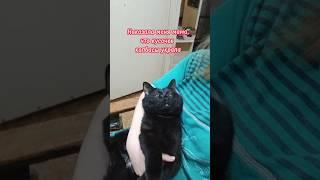 Наказала меня мама ... #юмор #cat #прикольнаяозвучка