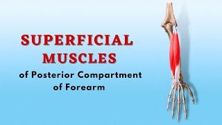 Superficial Muscles of Posterior Compartment of Forearm | Anatomy Tutorial | Doctor Speaks