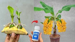 SPECIAL TECHNIQUE - Propagating Banana plants with Vitamin B1 helps plants grow extremely fast