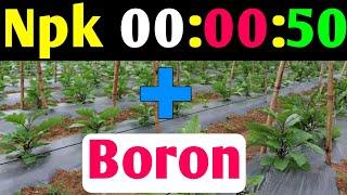 NPK 00:00:50 + बोरोन दोनो के फायदे ।।Npk 000050 ।। Boron 20% ।। Water soluble fertilizer ।। Boron