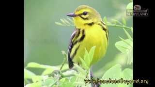 Worcester's Spring Warblers