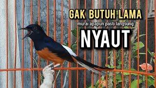 murai batu gacor AMPUH buat PANCINGAN murai batu agar bunyi JADIKAN burung murai gacor EMOSI NYAUT