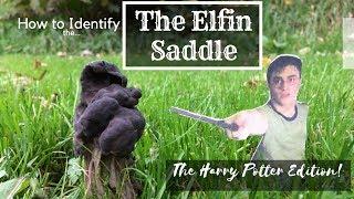 How to Identify the Elfin Saddle: A Beginner's Guide