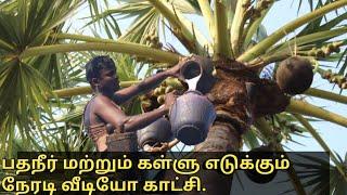 பதநீர் மற்றும் கள்ளு எடுக்கும் நேரடி வீடியோ காட்சி/palm juice taking method.