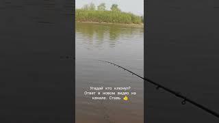 Бешеный клев. Мощная поклёвка на фидер #фидер #рыбалка #fishing #feeder #тюменьрыбалка #донка