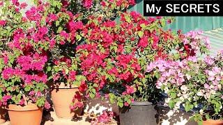 Watch: URGENT things to DO on Bougainvilleas [2024-25]