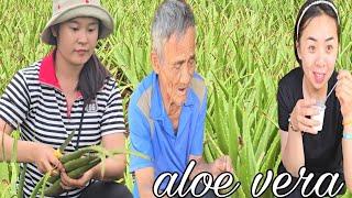 Yogurt Aloe Vera yang Lezat: Sajian untuk Tuan Hai dan Ly Phuc Hang | Ly Chau hang