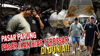 BORONG !!! RATUSAN IKAN DI PASAR IKAN HIAS PARUNG BOGOR - PASAR IKAN HIAS TERBESAR DI DUNIA !!!