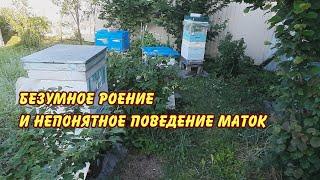 безумное роение и непонятное поведение маток