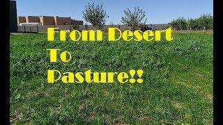 Turning Desert Land Into Pasture