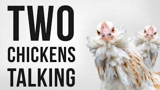 Chickens Clucking (Softly) - Royalty Free SFX