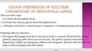 polytene chromosome