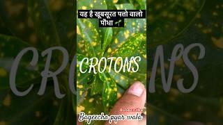 Low maintenance plants for garden 🪴 || क्रोटॉन है सुंदर पत्तो वाला परमानेंट पौधा #crotone #plants