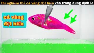 Thí Nghiệm Thả Cá Vàng Vào Dung Dịch Độc Lạ || review giải trí