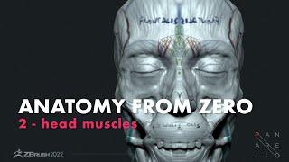 How to add head muscle with zbrush: Anatomy From Zero