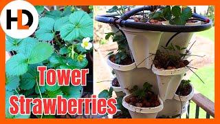 Vertical Hydroponic Strawberry Tower Gardening